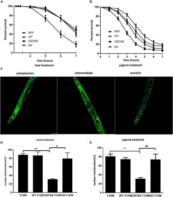 G2019S LRRK2 Increases Stress Susceptibility Through Inhibition of DAF-16 Nuclear Translocation in a 14-3-3 Associated-Manner in Caenorhabditis elegans